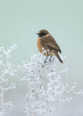 Common stonechat - UK wintery,cold,Winter,Close up,Perching,perched,perch,blur,selective focus,blurry,depth of field,Shallow focus,blurred,soft focus,chilly,Cold,snowy,Snow,Common stonechat,Saxicola torquatus,Birds,Little