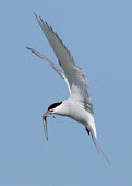 Arctic tern - UK blur,selective focus,blurry,depth of field,Shallow focus,blurred,soft focus,environment,ecosystem,Habitat,Aquatic,water,water body,coast,Coastal,coast line,coastline,in-air,in flight,flight,in-flight,