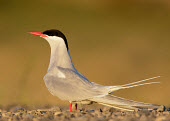 Arctic tern - UK Mouth,mouthpart,mouths,mouthparts,Bill,bills,coloration,Colouration,face,markings,marking,Capped,cap,blur,selective focus,blurry,depth of field,Shallow focus,blurred,soft focus,bird,birds,seabird,sea