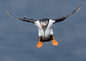 Puffin - UK coast,Coastal,coast line,coastline,in-air,in flight,flight,in-flight,flap,Flying,fly,in air,flapping,sea cliffs,Sea cliff,coastal cliff,cliffs,cliff,environment,ecosystem,Habitat,orange,peach,colours,