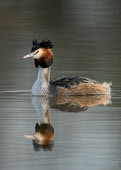 Great crested grebe - UK fresh water,Freshwater,Lake,lakes,blur,selective focus,blurry,depth of field,Shallow focus,blurred,soft focus,Aquatic,water,water body,crests,Crest,feathers,Feather,environment,ecosystem,Habitat,Great