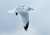 Ring-billed gull - UK bird,birds,seabird,sea bird,Ring-billed gull,Larus delawarensis,Birds,Seabirds