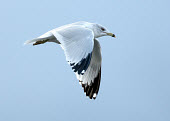 Ring-billed gull - UK Iain Leach bird,birds,seabird,sea bird,Ring-billed gull,Larus delawarensis,Birds,Seabirds