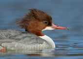 Common merganser - UK environment,ecosystem,Habitat,Lake,lakes,fresh water,Freshwater,crests,Crest,feathers,Feather,blur,selective focus,blurry,depth of field,Shallow focus,blurred,soft focus,Aquatic,water,water body,Commo