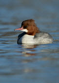 Common merganser - UK crests,Crest,blur,selective focus,blurry,depth of field,Shallow focus,blurred,soft focus,Lake,lakes,environment,ecosystem,Habitat,Aquatic,water,water body,fresh water,Freshwater,feathers,Feather,Commo