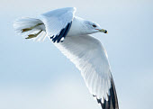 Ring-billed gull - UK in-air,in flight,flight,in-flight,flap,Flying,fly,in air,flapping,coast,Coastal,coast line,coastline,action,movement,move,Moving,in action,in motion,motion,nothing,plain background,nothing in backgrou