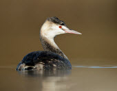 Great crested grebe - UK Lake,lakes,fresh water,Freshwater,face,Aquatic,water,water body,eye colour,Red,Red eyes,eyes,Eye,environment,ecosystem,Habitat,blur,selective focus,blurry,depth of field,Shallow focus,blurred,soft foc