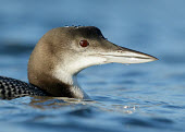 Common loon - UK Aquatic,water,water body,fresh water,Freshwater,Lake,lakes,blur,selective focus,blurry,depth of field,Shallow focus,blurred,soft focus,environment,ecosystem,Habitat,Common loon,Gavia immer,Birds,Swans