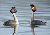 Great crested grebe - UK blur,selective focus,blurry,depth of field,Shallow focus,blurred,soft focus,environment,ecosystem,Habitat,feathers,Feather,fresh water,Freshwater,crests,Crest,Lake,lakes,Aquatic,water,water body,Great