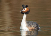 Great crested grebe - UK Great crested grebe,Podiceps cristatus,Birds,Swans,Ducks & Geese,Swans, Ducks & Geese,Grebes,Podicipediformes,Aves,Podicipedidae,Chordates,Chordata,Grèbe huppé,Estuary,Europe,Carnivorous,Ponds and l
