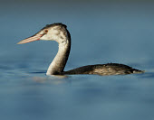 Great crested grebe - UK Great crested grebe,Podiceps cristatus,Birds,Swans,Ducks & Geese,Swans, Ducks & Geese,Grebes,Podicipediformes,Aves,Podicipedidae,Chordates,Chordata,Grèbe huppé,Estuary,Europe,Carnivorous,Ponds and l