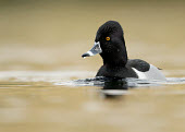 Ring-necked duck - UK blur,selective focus,blurry,depth of field,Shallow focus,blurred,soft focus,environment,ecosystem,Habitat,Lake,lakes,Aquatic,water,water body,Wetland,mire,muskeg,peatland,bog,Portrait,face picture,fac