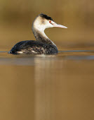 Great crested grebe - UK Aquatic,water,water body,blur,selective focus,blurry,depth of field,Shallow focus,blurred,soft focus,fresh water,Freshwater,Red,Red eyes,Lake,lakes,eyes,Eye,eye colour,face,environment,ecosystem,Habit