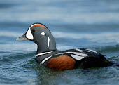 Harlequin duck - UK markings,marking,fresh water,Freshwater,Aquatic,water,water body,coloration,Colouration,environment,ecosystem,Habitat,blur,selective focus,blurry,depth of field,Shallow focus,blurred,soft focus,Lake,l