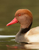 Red-crested pochard - UK Red-crested pochard,Netta rufina,Birds,Swans,Ducks & Geese,Swans, Ducks & Geese