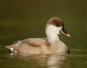 Red-crested pochard - UK Red-crested pochard,Netta rufina,Birds,Swans,Ducks & Geese,Swans, Ducks & Geese
