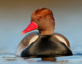Red-crested pochard - UK blur,selective focus,blurry,depth of field,Shallow focus,blurred,soft focus,Lake,lakes,fresh water,Freshwater,eye colour,colours,color,colors,Colour,eyes,Eye,face,Mouth,mouthpart,mouths,mouthparts,rou