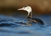 Great crested grebe - UK face,eyes,Eye,Red,Red eyes,Lake,lakes,environment,ecosystem,Habitat,blur,selective focus,blurry,depth of field,Shallow focus,blurred,soft focus,eye colour,Aquatic,water,water body,fresh water,Freshwat