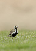 Eurasian golden plover - UK Iain Leach Close up,blur,selective focus,blurry,depth of field,Shallow focus,blurred,soft focus,Eurasian Golden Plover,Eurasian Golden-Plover,European Golden Plover,European Golden-Plover,Golden Plover,Animalia,Chordata,Aves,Charadriiformes,Charadriidae,Pluvialis apricaria,Birds,Waders,Lapwings, Plovers,Chordates,Ciconiiformes,Herons Ibises Storks and Vultures