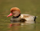 Red-crested pochard - UK environment,ecosystem,Habitat,colours,color,colors,Colour,blur,selective focus,blurry,depth of field,Shallow focus,blurred,soft focus,face,coloration,Colouration,eyes,Eye,Lake,lakes,rouge,Red,scarlet,