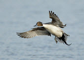 Northern pintail - UK blur,selective focus,blurry,depth of field,Shallow focus,blurred,soft focus,in-air,in flight,flight,in-flight,flap,Flying,fly,in air,flapping,environment,ecosystem,Habitat,action,movement,move,Moving,