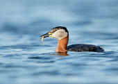 Red-necked grebe - UK Iain Leach Red-necked grebe,Podiceps grisegena,Birds,Swans,Ducks & Geese,Swans, Ducks & Geese,Red-necked Grebe,Aves,Podicipedidae,Grebes,Ciconiiformes,Herons Ibises Storks and Vultures,Chordates,Chordata,Podicipediformes,Omnivorous,North America,Terrestrial,Podiceps,IUCN Red List,Asia,Aquatic,Marine,Least Concern,Fresh water,Animalia,Europe,Wetlands