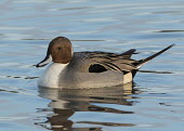 Northern pintail - UK blur,selective focus,blurry,depth of field,Shallow focus,blurred,soft focus,Aquatic,water,water body,fresh water,Freshwater,environment,ecosystem,Habitat,Lake,lakes,Northern pintail,Anas acuta,Birds,S