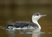 Red-throated diver - UK colours,color,colors,Colour,Black and White,black + white,monochrome,black & white,blur,selective focus,blurry,depth of field,Shallow focus,blurred,soft focus,coloration,Colouration,Red-throated diver