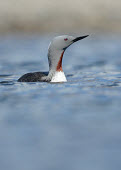 Red-throated diver - UK Aquatic,water,water body,Lake,lakes,Portrait,face picture,face shot,Wetland,mire,muskeg,peatland,bog,environment,ecosystem,Habitat,Terrestrial,ground,blur,selective focus,blurry,depth of field,Shallow
