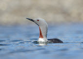 Red-throated diver - UK Red-throated diver,Red-throated loon,Animalia,Chordata,Aves,Gaviiformes,Gaviidae,Gavia stellata,Birds,Swans,Ducks & Geese,Swans, Ducks & Geese,Ciconiiformes,Herons Ibises Storks and Vultures,Loons,Cho