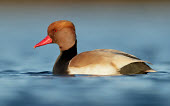 Red-crested pochard - UK colours,color,colors,Colour,eyes,Eye,Lake,lakes,coloration,Colouration,Red,Red eyes,Bill,bills,blur,selective focus,blurry,depth of field,Shallow focus,blurred,soft focus,rouge,scarlet,crimson,Mouth,m