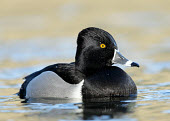 Ring-necked duck - UK Ring-necked duck,Animalia,Chordata,Aves,Anseriformes,Anatidae,Aythya collaris,Birds,Swans,Ducks & Geese,Swans, Ducks & Geese