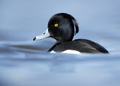 Tufted duck - UK Aquatic,water,water body,blur,selective focus,blurry,depth of field,Shallow focus,blurred,soft focus,Portrait,face picture,face shot,Lake,lakes,Terrestrial,ground,Wetland,mire,muskeg,peatland,bog,envi