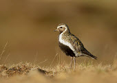 Eurasian golden plover - UK Iain Leach blur,selective focus,blurry,depth of field,Shallow focus,blurred,soft focus,Brown background,Close up,Eurasian Golden Plover,Eurasian Golden-Plover,European Golden Plover,European Golden-Plover,Golden Plover,Animalia,Chordata,Aves,Charadriiformes,Charadriidae,Pluvialis apricaria,Birds,Waders,Lapwings, Plovers,Chordates,Ciconiiformes,Herons Ibises Storks and Vultures