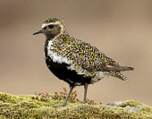 Eurasian golden plover - UK Eurasian Golden Plover,Eurasian Golden-Plover,European Golden Plover,European Golden-Plover,Golden Plover,Animalia,Chordata,Aves,Charadriiformes,Charadriidae,Pluvialis apricaria,Birds,Waders,Golden pl