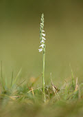 Autumn Lady's tresses - UK Grassland,blur,selective focus,blurry,depth of field,Shallow focus,blurred,soft focus,Terrestrial,ground,environment,ecosystem,Habitat,Close up,orchid,plant,plants,flower,Autumn Lady's tresses,Spirant
