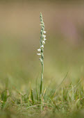 Autumn Lady's tresses - UK Iain Leach Grassland,environment,ecosystem,Habitat,blur,selective focus,blurry,depth of field,Shallow focus,blurred,soft focus,Terrestrial,ground,Close up,orchid,plant,plants,flower,Autumn Lady's tresses,Spiranthes spiralis,Orchid Family,Orchidaceae,Asparagales,Equisetopsida,Horsetails,Tracheophyta,Not Evaluated,IUCN Red List,Appendix II,CITES,Temperate,Europe,Spiranthes,Plantae,Photosynthetic
