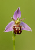 Bee orchid - UK orchid,plant,plants,flower,Bee orchid,Ophrys apifera,Ophrys,Orchid Family,Orchidaceae,Monocots,Liliopsida,Not Evaluated,IUCN Red List,Plantae,Europe,Rock,Africa,Tracheophyta,Asia,CITES,Orchidales,Terr