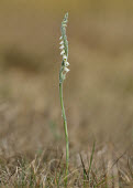Autumn Lady's tresses - UK orchid,plant,plants,flower,Autumn Lady's tresses,Spiranthes spiralis,Orchid Family,Orchidaceae,Asparagales,Equisetopsida,Horsetails,Tracheophyta,Terrestrial,Not Evaluated,IUCN Red List,Grassland,Appen