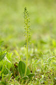 Common twayblade - UK environment,ecosystem,Habitat,Grassland,Close up,Terrestrial,ground,Common twayblade,Plantae,Tracheophyta,Liliopsida,Orchidales,Orchidaceae,orchid,Neottia ovata
