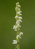 Goodyera - UK Goodyera,Goodyera repens,Monocots,Liliopsida,Magnoliophyta,Flowering Plants,Asparagales,Orchid Family,Orchidaceae,Plantae,Europe,Photosynthetic,Not Evaluated,North America,Forest,Terrestrial