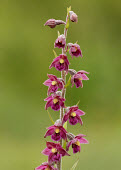 Dark-red helleborine - UK Dark-red helleborine,helleborine,Plantae,Tracheophyta,Liliopsida,Orchidales,Orchidaceae,orchid,Epipactis,Epipactis atrorubens