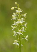 Greater butterfly-orchid - UK Iain Leach Greater butterfly-orchid,Plantae,Tracheophyta,Liliopsida,Orchidales,Orchidaceae,orchid,Platanthera,Platanthera chlorantha