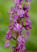 Orchis - UK orchid,plant,plants,flower,Orchis,Orchis mascula,Orchid Family,Orchidaceae,Asparagales,Monocots,Liliopsida,Magnoliophyta,Flowering Plants,Androrchis mascula,Photosynthetic,Grassland,Africa,Mountains,E