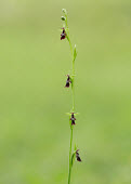 Fly orchid - UK Iain Leach orchid,plant,plants,flower,Fly orchid,Ophrys insectifera,Orchid Family,Orchidaceae,Monocots,Liliopsida,Ophrys myodes,Ophrys muscifera,Europe,Tracheophyta,Terrestrial,Plantae,CITES,Photosynthetic,Appendix II,Orchidales,Ophrys,IUCN Red List,Least Concern