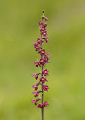 Dark-red helleborine - UK Dark-red helleborine,helleborine,Plantae,Tracheophyta,Liliopsida,Orchidales,Orchidaceae,orchid,Epipactis,Epipactis atrorubens