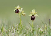 Early spider orchid - UK environment,ecosystem,Habitat,Grassland,Close up,Terrestrial,ground,floral,Flower,orchid,plant,plants,flower,Early spider orchid,Ophrys sphegodes,Orchid Family,Orchidaceae,Monocots,Liliopsida,Europe,N