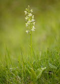 Greater butterfly-orchid - UK Greater butterfly-orchid,Plantae,Tracheophyta,Liliopsida,Orchidales,Orchidaceae,orchid,Platanthera,Platanthera chlorantha