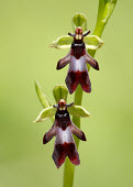 Fly orchid - UK Grassland,floral,Flower,environment,ecosystem,Habitat,Close up,Terrestrial,ground,orchid,plant,plants,flower,Fly orchid,Ophrys insectifera,Orchid Family,Orchidaceae,Monocots,Liliopsida,Ophrys myodes,O