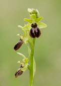 Early spider orchid - UK Iain Leach orchid,plant,plants,flower,Early spider orchid,Ophrys sphegodes,Orchid Family,Orchidaceae,Monocots,Liliopsida,Europe,Near Threatened,Urban,Tracheophyta,Orchidales,Grassland,Terrestrial,Ophrys,Photosynthetic,Plantae,Wildlife and Conservation Act